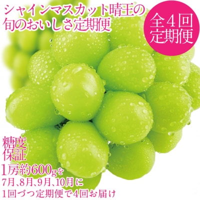 【4回 定期便】シャインマスカット 晴王 1房 約600g  岡山県産 [No.5735-3232]