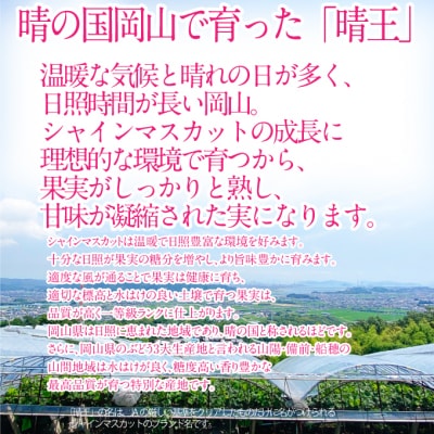 【4回 定期便】シャインマスカット 晴王 2房 約1.4kg 岡山県産 [No.5735-3235]