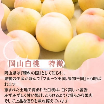 【2026年先行受付】 岡山県産 白桃 岡山白桃1.5kg箱 5～6玉 [No.5735-3498]