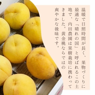 【2026年先行受付】岡山県産 黄色い桃 匠の黄金桃 3kg箱 6～9玉[No.5735-3499]