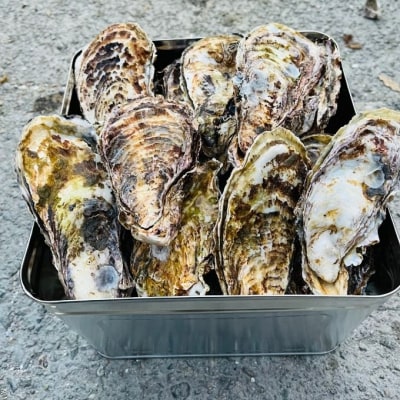  殻付き牡蠣 約5～6kg前後 半缶 【数量限定】 加熱用 [No.5735-3532]