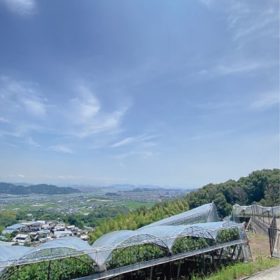 【2回定期便】高級品シャインマスカット 晴王 1房 約600g 岡山県産[No.5735-3252]