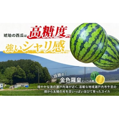こはく農園 瀬戸内市牛窓産 琥珀の西瓜【金色羅皇】黄色 1玉 [No.5735-3536]