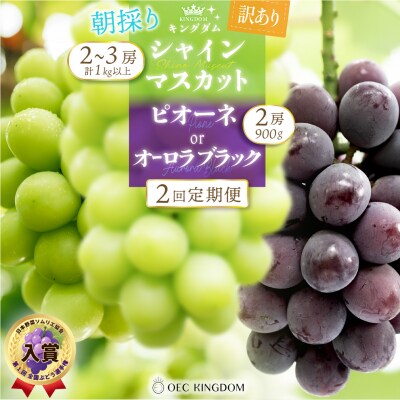 [ご家庭用]2回 定期便 ピオーネ オーロラブラック シャインマスカット 岡山県産[21F7004]