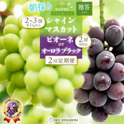 [贈答クラス]2回定期便 ピオーネ オーロラブラック シャインマスカット 岡山県産[21F7005]