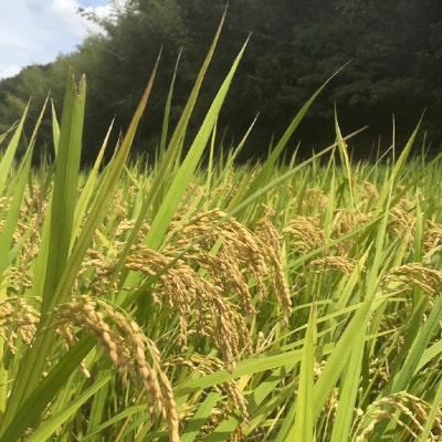 定期便6ヶ月 瀬戸内自然栽培米 令和8年産「朝日」白米 5kg  [57351418]
