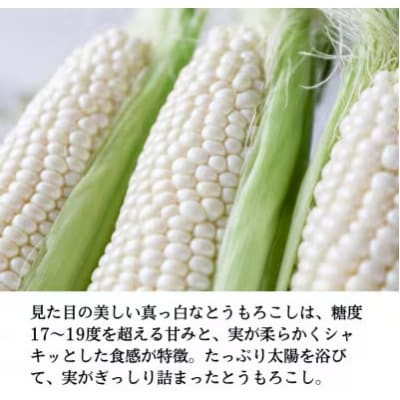 訳あり 生で甘い、茹でて美味い! 牛窓産白色とうもろこし 「うしまどんな」約3kg[2157007]