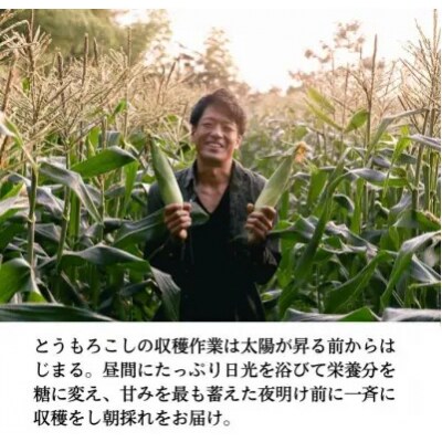 訳あり 生で甘い、茹でて美味い! 牛窓産白色とうもろこし 「うしまどんな」約3kg[2157007]