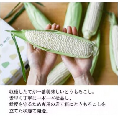 訳あり 生で甘い、茹でて美味い! 牛窓産白色とうもろこし 「うしまどんな」約3kg[2157007]