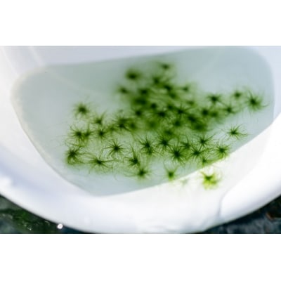 <打ち抜き海水で育てた「すじ青のり」　粉末　3g×12パック>　磯　風味　お好み焼き　たこ焼き