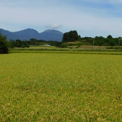 【令和3年産】つきたて米　御牧ケ原産こしひかり　5kg
