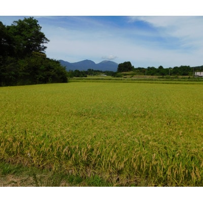 【令和4年産】つきたて米　御牧ケ原産こしひかり 20kg(10kg×2袋)