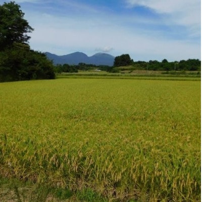 御牧ヶ原産 こしひかり 精米 2kg