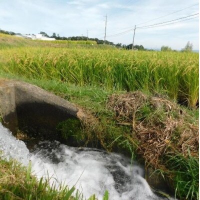 小諸市糠地産 こしひかり「深沢清流米」精米 2kg