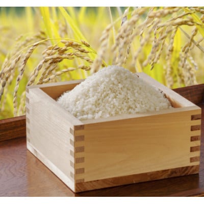 小諸市糠地産こしひかり「深沢清流米」精米　10kg