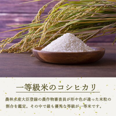 【 ベストファーマーズ賞受賞 】 コシヒカリ 5キロ 令和三年産 (無洗米・精米)