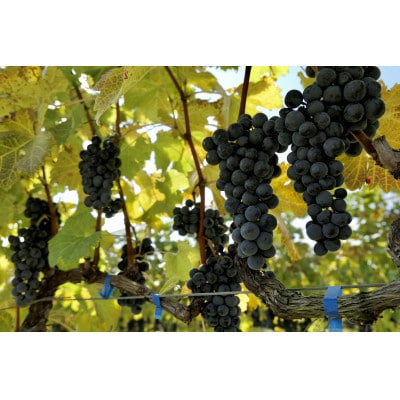 日本ワイン ソラリス 小諸 メルロー ワインセット 750ml×6本 赤ワイン