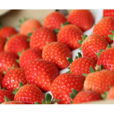 小諸市産 夏秋いちご Lサイズ(48玉入)