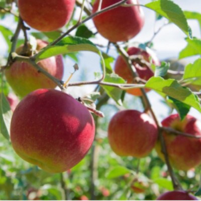 【信州産りんご使用】りんごジュース　ふじ・シナノスイート　1000ml　2本セット