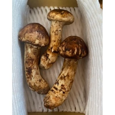 松茸　約1kg
