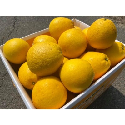 愛媛県明浜産　天晴晩柑(河内晩柑)　10kg