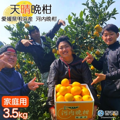 愛媛県明浜産　天晴晩柑(河内晩柑)　3.5kg