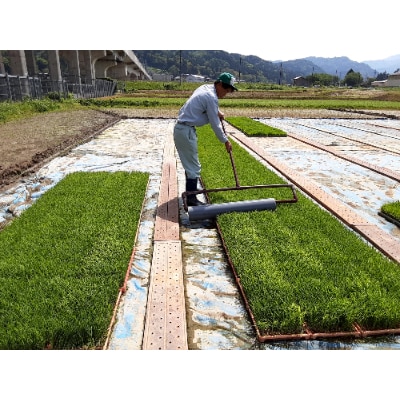 新潟県産 糸魚川産 令和4年産 コシヒカリ 100% 精米 5kg