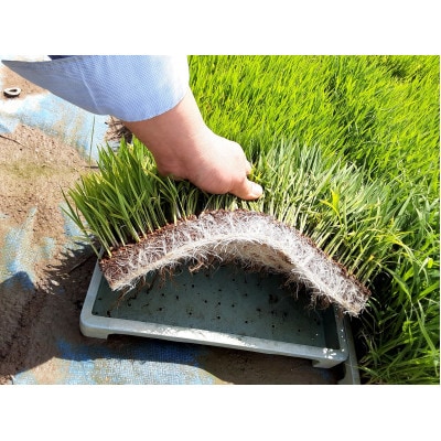 【真空パック】新潟県産 糸魚川産 新米 令和6年産 コシヒカリ 100% 精米 5kg