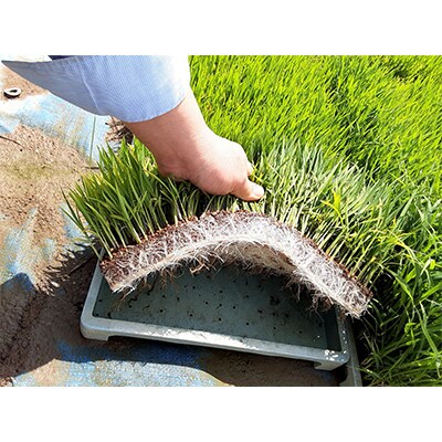 【毎月定期便】新潟県産 糸魚川産 コシヒカリ 100% 精米 10kg 全6回