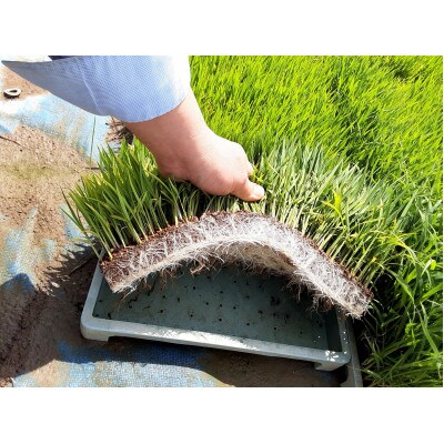 【毎月定期便】新潟県 糸魚川産 コシヒカリ 100% 精米 5kg全6回