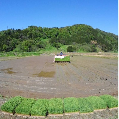 令和3年産　こしいぶき10kg(5kg×2袋)