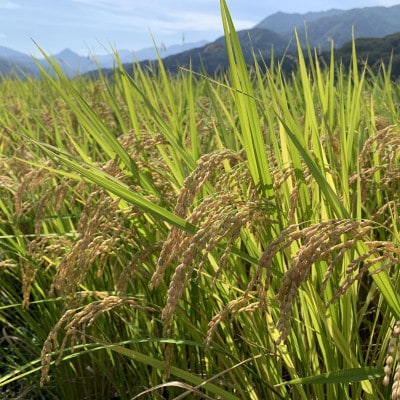 令和3年産　こしいぶき10kg(5kg×2袋)