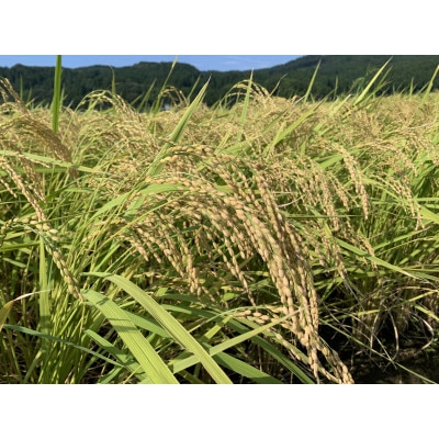 令和5年産 能生米コシヒカリ 玄米30kg