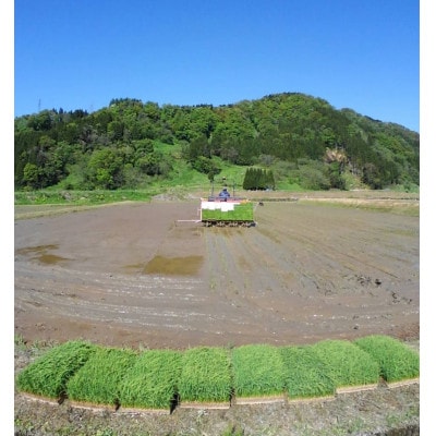 令和5年産 能生米コシヒカリ 玄米30kg
