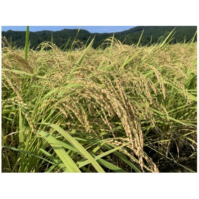 能生米コシヒカリ 5kg 白米