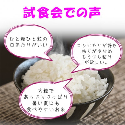 【令和8年産】なつひめ  精米 10kg(5kg×2袋) 新潟県糸魚川市能生谷産　新潟の新品種