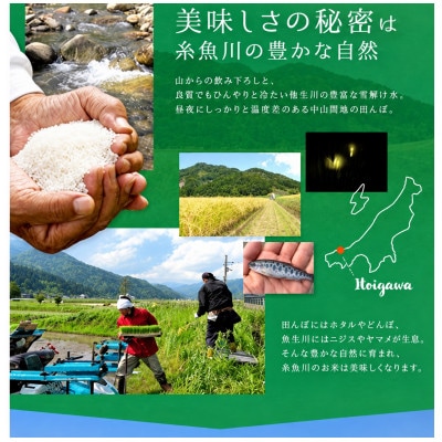 【令和8年産】能生米コシヒカリ 5kg　白米　新潟県糸魚川市能生谷産