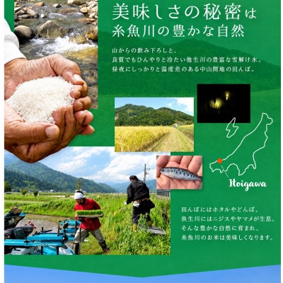 【令和8年産】こしいぶき　5kg　白米　新潟県糸魚川市能生谷産