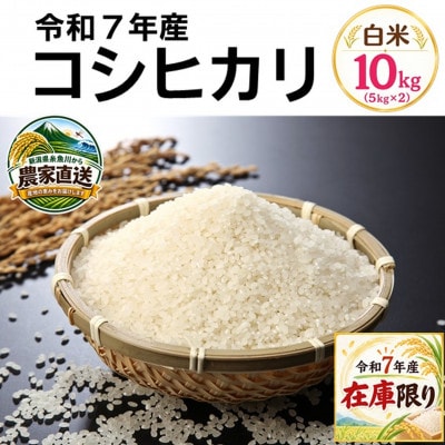 【令和7年産】コシヒカリ10kg(5kg×2袋)白米　新潟県糸魚川市能生谷産　在庫整理