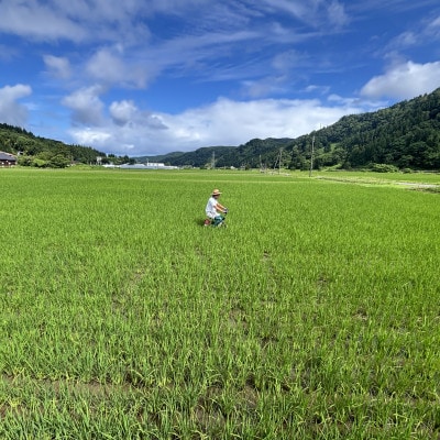 【令和7年産】コシヒカリ10kg(5kg×2袋)白米　新潟県糸魚川市能生谷産　在庫整理