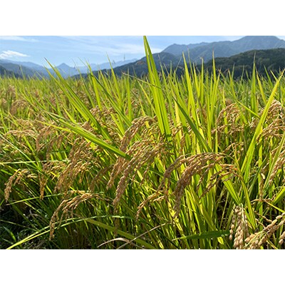 2023年1月発送開始『定期便』能生米コシヒカリ　白米5kg全6回