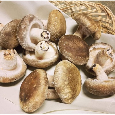 しいたけ本来の味を伝えたい!採ってすぐにこだわった　焼山しいたけ　500g