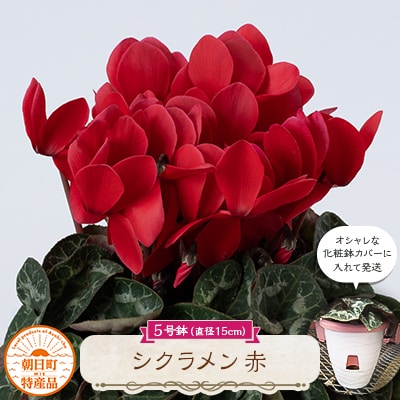 過去に農林水産大臣賞等複数受賞…シクラメン　赤色　5号鉢(直径15cm)底面給水鉢