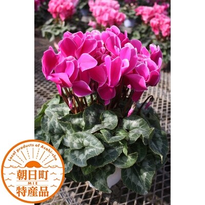 過去に農林水産大臣賞等複数受賞 シクラメン 紫系色 5号鉢 直径15cm 底面給水鉢 お礼品詳細 ふるさと納税なら さとふる