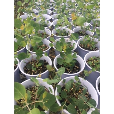 ユーカリ詰め合わせ4号鉢×8鉢入(3～4品種)