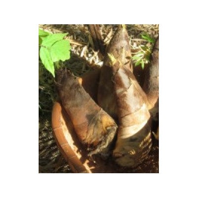 朝日町の里山から届く　朝掘りたけのこ　2kg