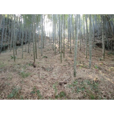 朝日町の里山から届く　朝掘りたけのこ　2kg