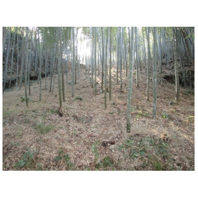 朝日町の里山から届く　朝掘りたけのこ　3kg