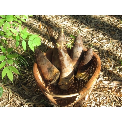 朝日町の里山から届く　朝掘りたけのこ　4kg