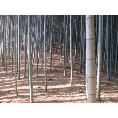 朝日町の里山から届く　朝掘りたけのこ　4kg